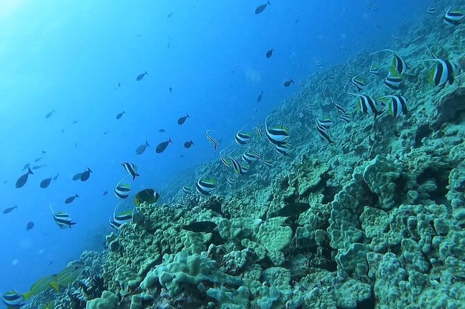 Guided Snorkel Tour for Beginners in Honolulu - Equipment and Gear Provided