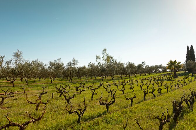 Guided Tour and Olive Oil Tasting in Mallorca - Cancellation Policy