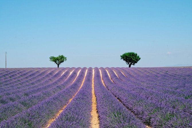 GUIDED TOUR: Lavender Fields, the Gorges Du Verdon - Meeting and Pickup Details