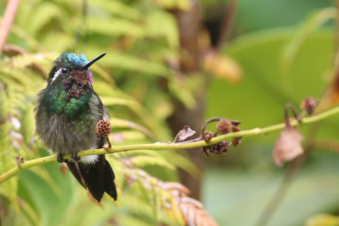 Guided Walk to the Monteverde Cloud Forest Preserve - Participant Requirements and Pricing
