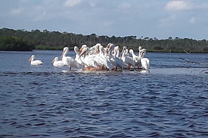 Guided Wildlife Eco Kayak Tour in New Smyrna Beach - Customer Reviews and Recommendations