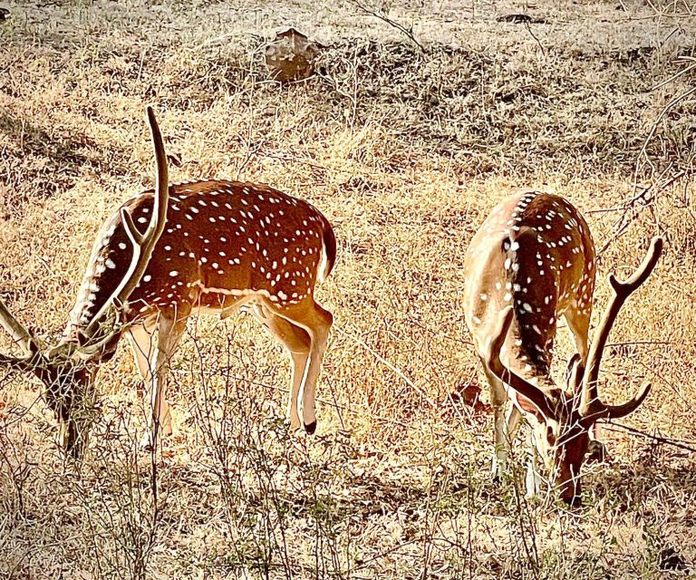 Gujarat: Gir National Park Guided Jeep Safari