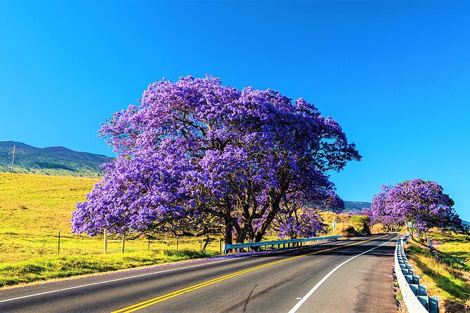 Haleakala Express Self-Guided Bike Tour With Bike Maui - Positive Aspects Highlighted