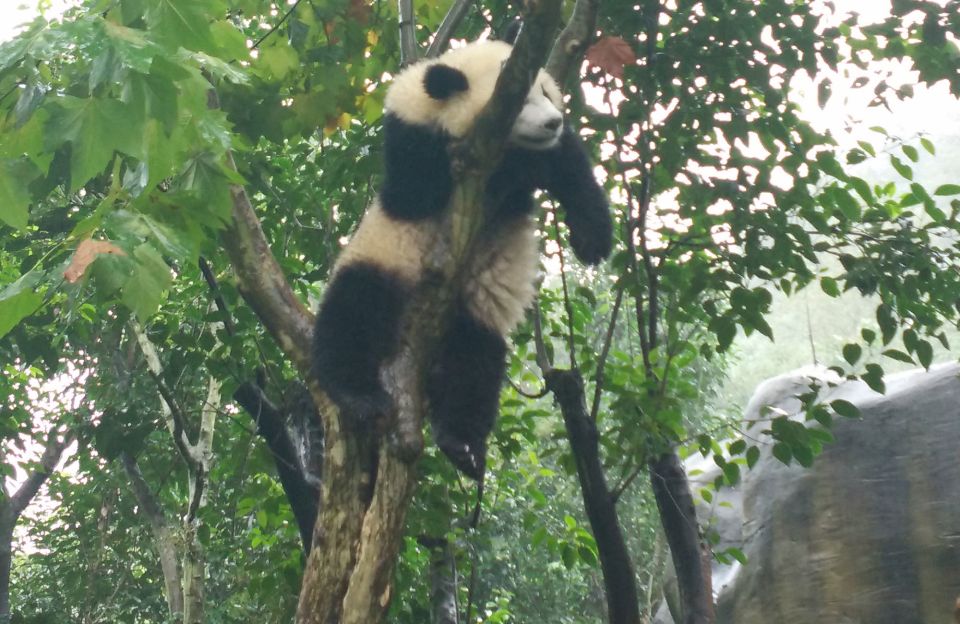 Half Day Amazing Chengdu Panda Base Trip - Experience Highlights