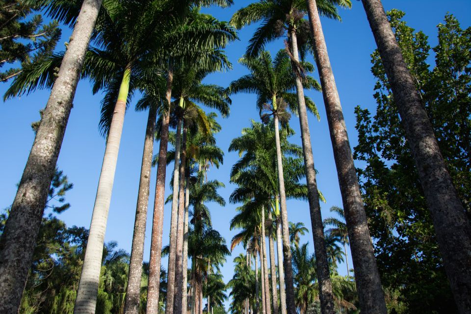 Half-Day Botanical Garden and Parque Lage Photo Tour - Experience Highlights