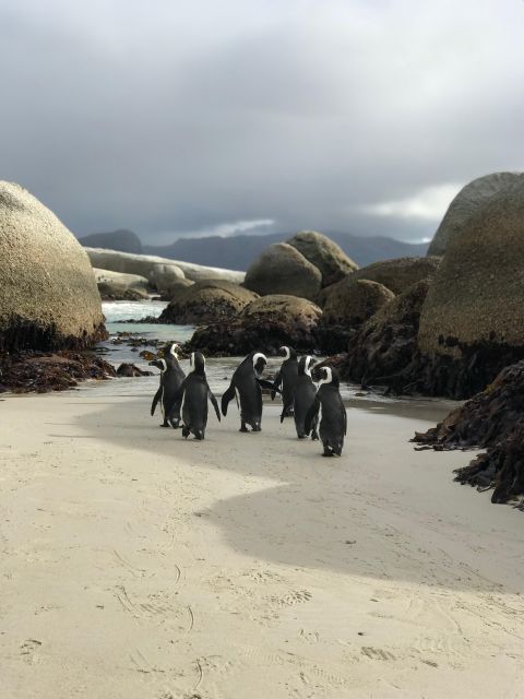 Half Day Boulders Beach and Penguin Encounter - Experience Highlights