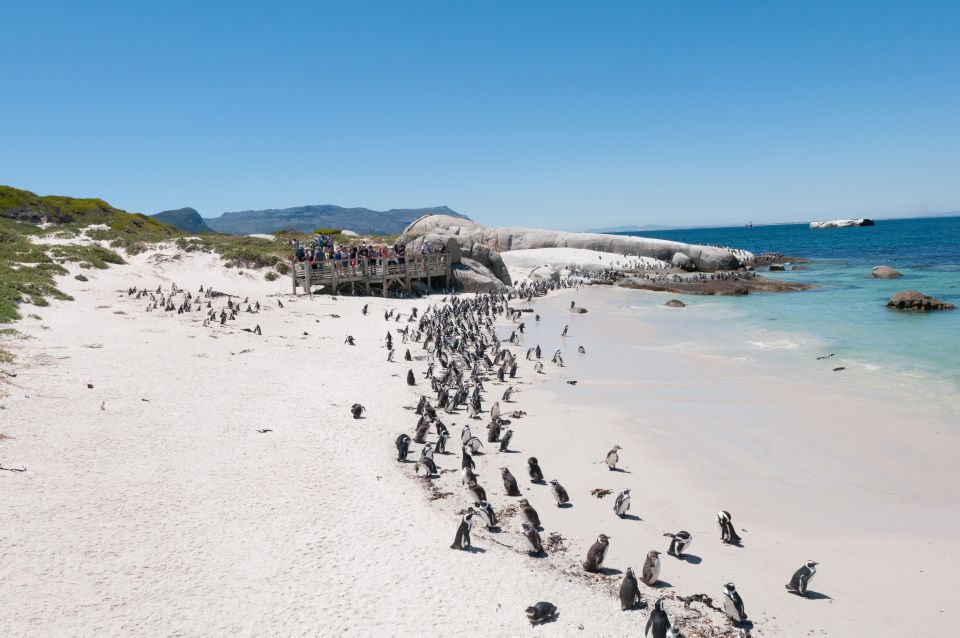 Half Day Cape Point Tour - Nature Reserve Exploration