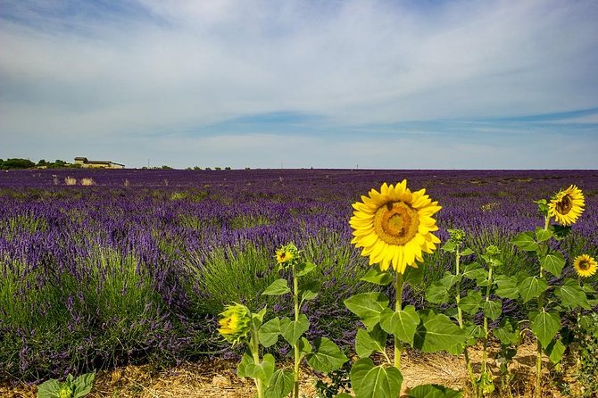 Half-Day Excursion to the Lavender Fields From Avignon - Activity Duration and Details