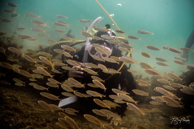 Half Day Guided Dive Tour, Goat Island Marine Reserve - Meeting and Pickup Details