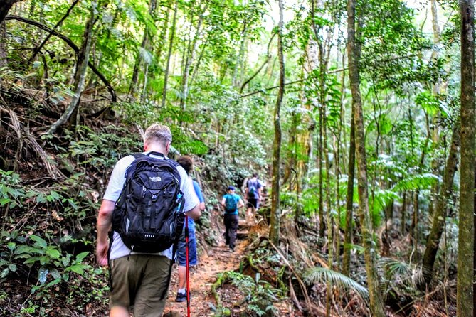 Half-Day Guided Tour of Tijuca Forest National Park  - Rio De Janeiro - Pickup Information