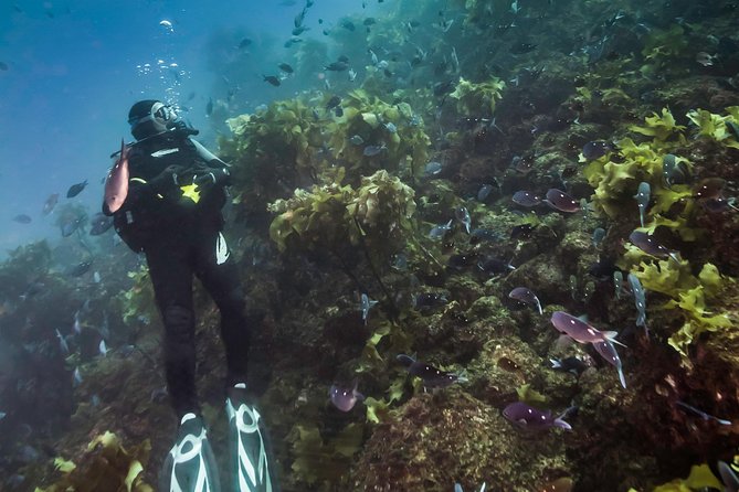 Half-Day Small-Group Beginner Diving Lesson, Goat Island  - Auckland - Important Additional Information