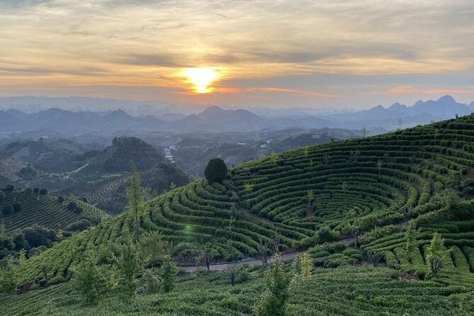 Half-day Tour: Largest Tea Plantation & Amazing Xianggong Hill - Tea Plantation Exploration