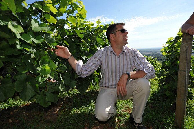 Half Day Tour of the Cote De Nuits Vineyards From Dijon - Wine Tasting Experiences