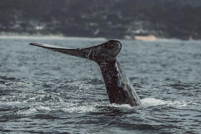 Half-Day Whale Watching Tour From Monterey - Included Features