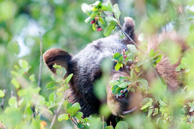 Half-Day Wildlife Safari Tour in Grand Teton National Park - Traveler Reviews