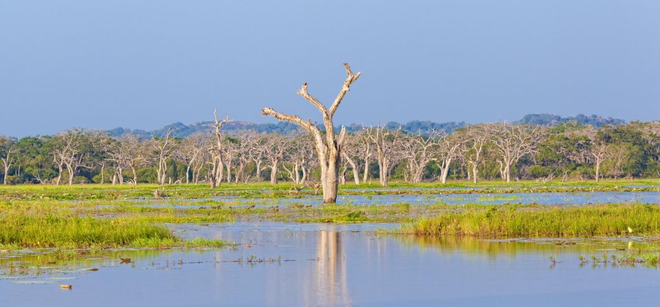 Hambantota Port: Yala National Park Wildlife Safari in a 4x4 - Full Description