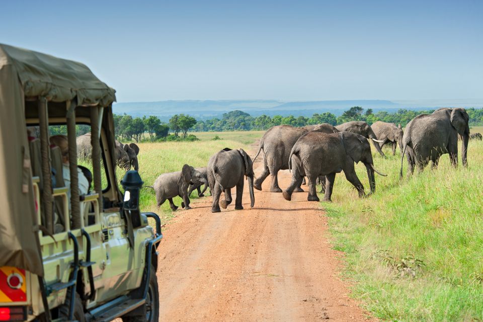 Hankey: Addo Elephant Park Guided Photo Safari With Lunch - Experience Highlights