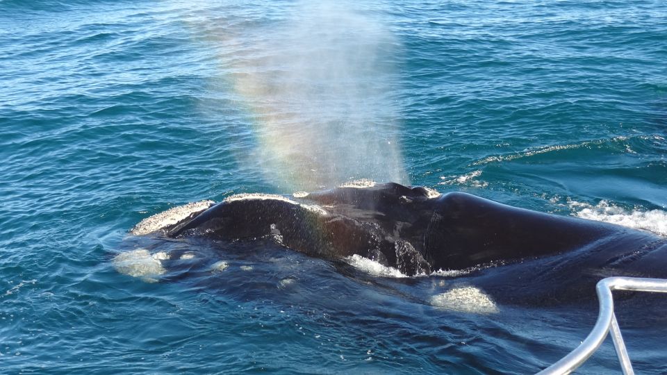 Hermanus: Boat Based Whale Watching Experience - Wildlife Encounters