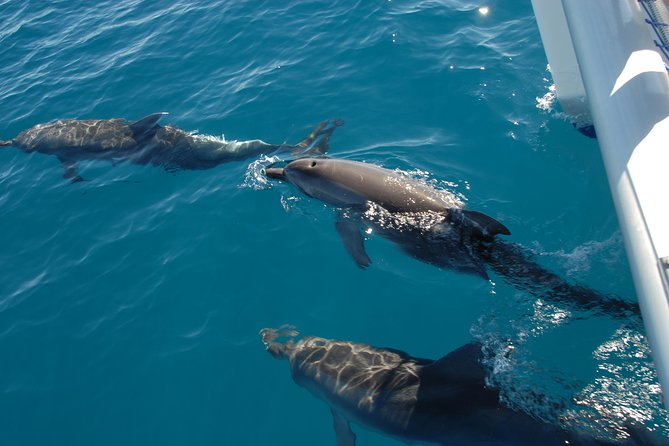Hervey Bay to Fraser Island Half-Day Sail and Dolphin Watching (Mar ) - Itinerary Details
