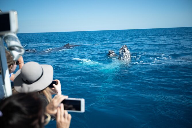 Hervey Bay Ultimate Whale Watching Cruise - Inclusions