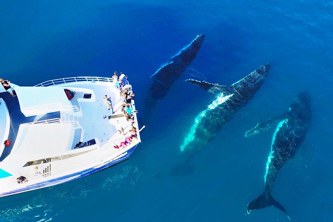 Hervey Bay Whale Watching Cruise - Tour Highlights