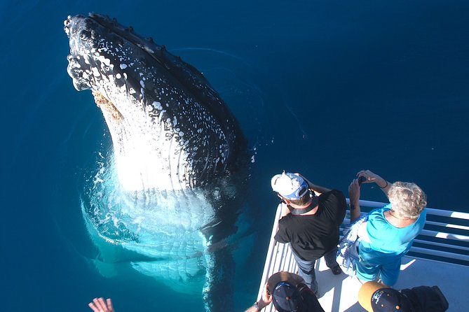 Hervey Bay Whale Watching Experience - Chance to See Marine Life