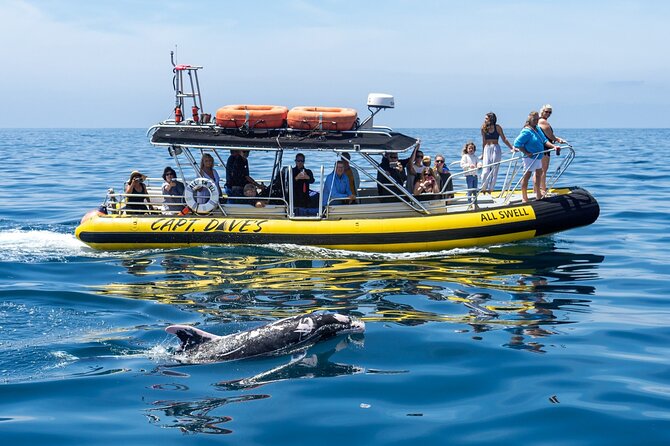 High Speed Zodiac Whale Watching Safari From Dana Point - Logistics and Check-in Instructions