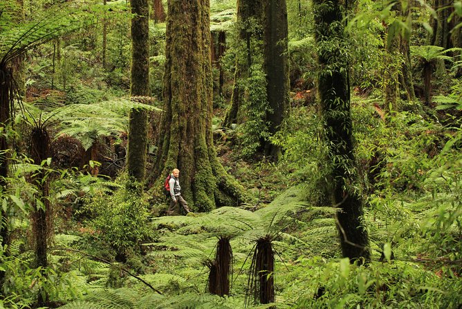 Hike New Zealands Finest Forest - Whirinaki Forest - Flora and Fauna