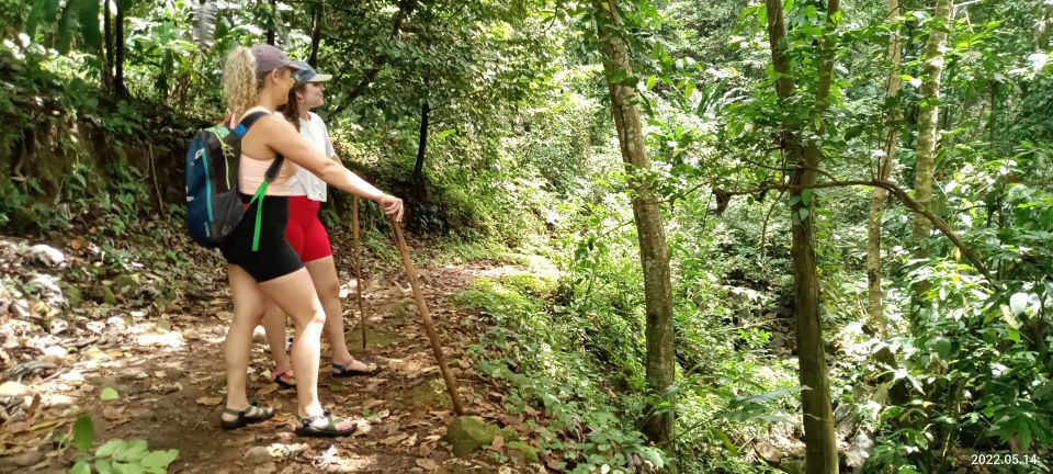 Hiking Adventure Through Grand E'tang RainForest - Experience Itinerary