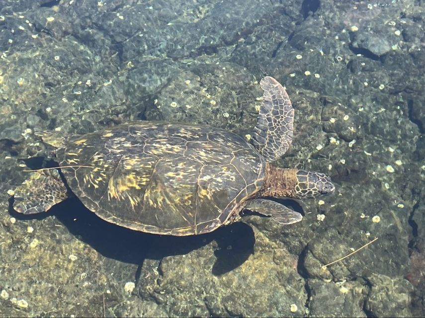 Hilo: Sea Turtle Lagoon and Black Sand Beach Snorkel - Experience Highlights