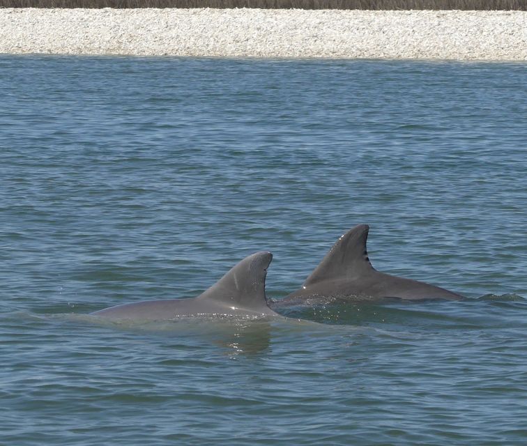 Hilton Head Island: Dolphin and Nature Tour - Experience the Dolphin Encounter