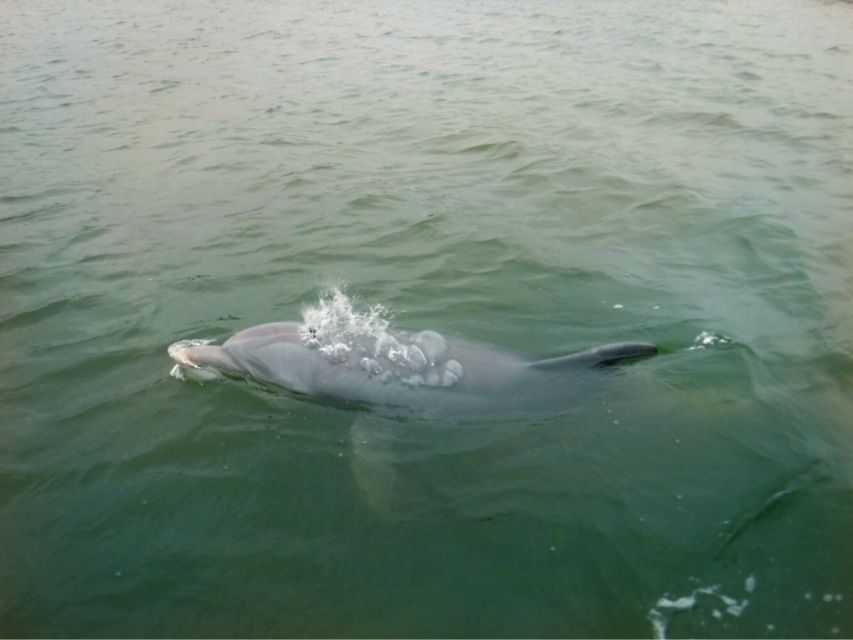 Hilton Head Island: Private Dolphin Watching Boat Tour - Tour Details and Duration