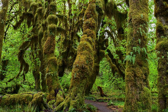 Hoh Rain Forest and Rialto Beach Guided Tour in Olympic National Park - Weather Preparedness