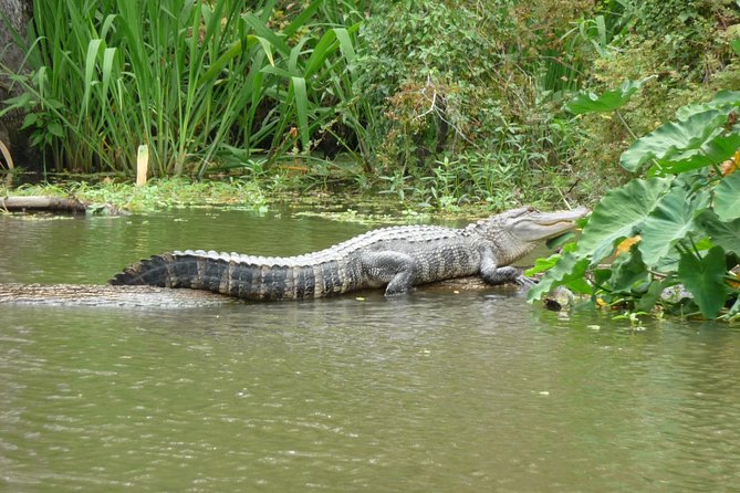 Honey Island Swamp Boat Tour - Booking Information