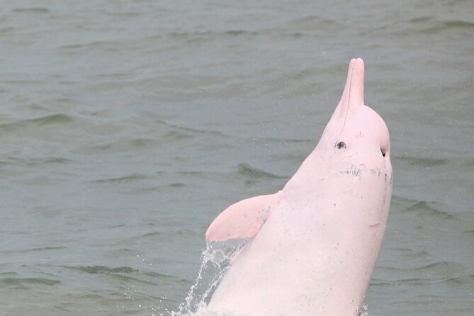 Hong Kong Dolphin Watch Tour - Reviews and Ratings