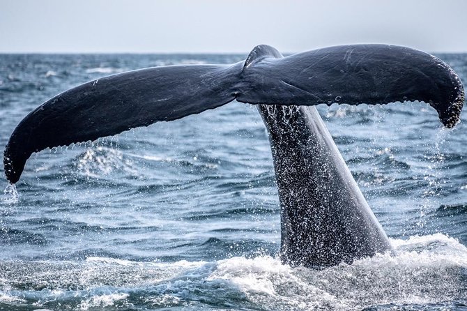 Honolulu Whale-Watching Tour (Mar ) - Meeting and Pickup Information