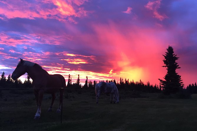 Horse-Drawn Covered Wagon Ride With Backcountry Dining - Savour Home-Cooked Backcountry Dining