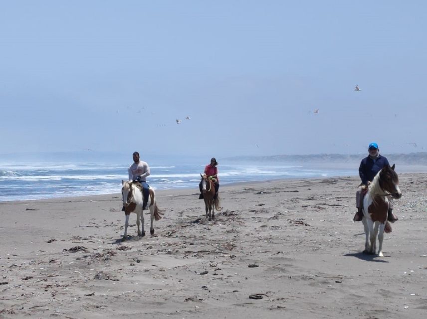 Horse Riding & Barbecue, Ritoque Sand Dunes & Beach F. Valpo - Experience Horse Riding
