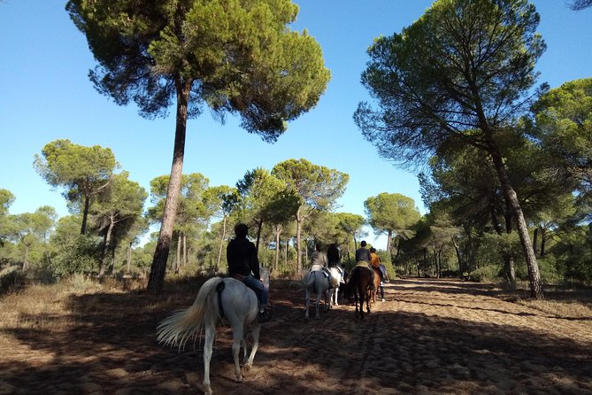 Horseback Riding Experience in Aljarafe, Doñana Park From Seville - Directions