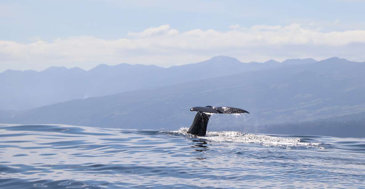 Horta: Whale and Dolphin Watching Expedition - Experience Highlights