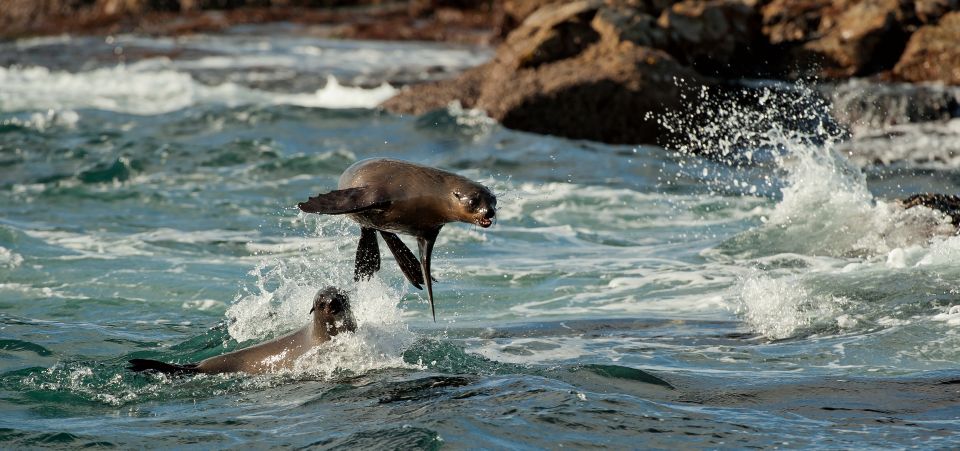 Hout Bay: Seal Snorkeling Experience - Review Summary