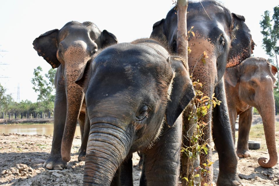 Hua Hin: Wildlife Friends Foundation Thailand Full-Day Visit - Experience Highlights