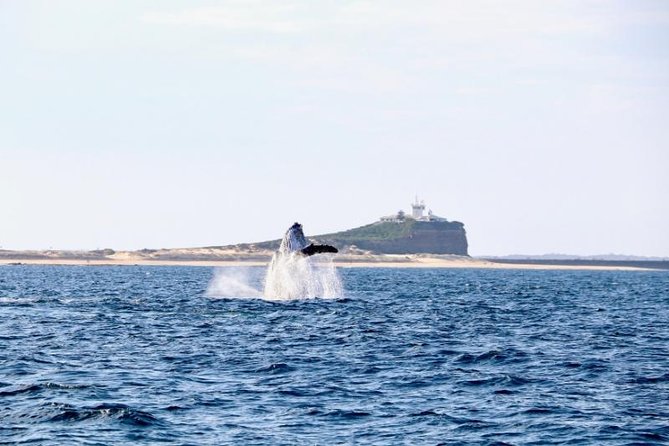 Humpback Whale Encounter Tour From Newcastle - Meeting Point Details