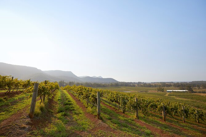 Hunter Valley Small Group Wine, Gin & Cheese Tour From Sydney - Culinary Delights