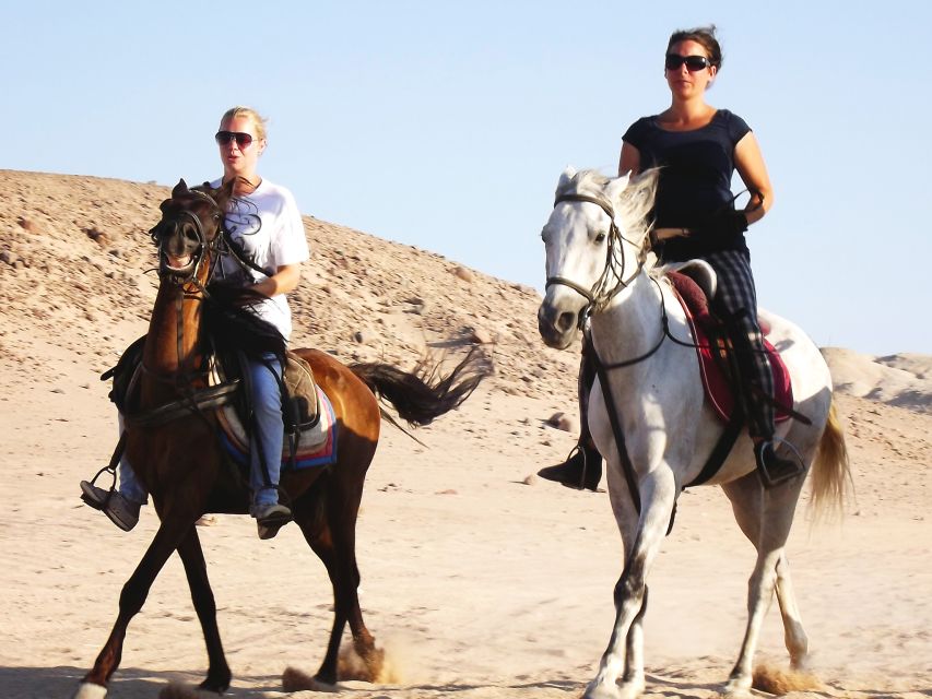 Hurghada: Arabian Desert and Sea Horseback Adventure - Review Summary