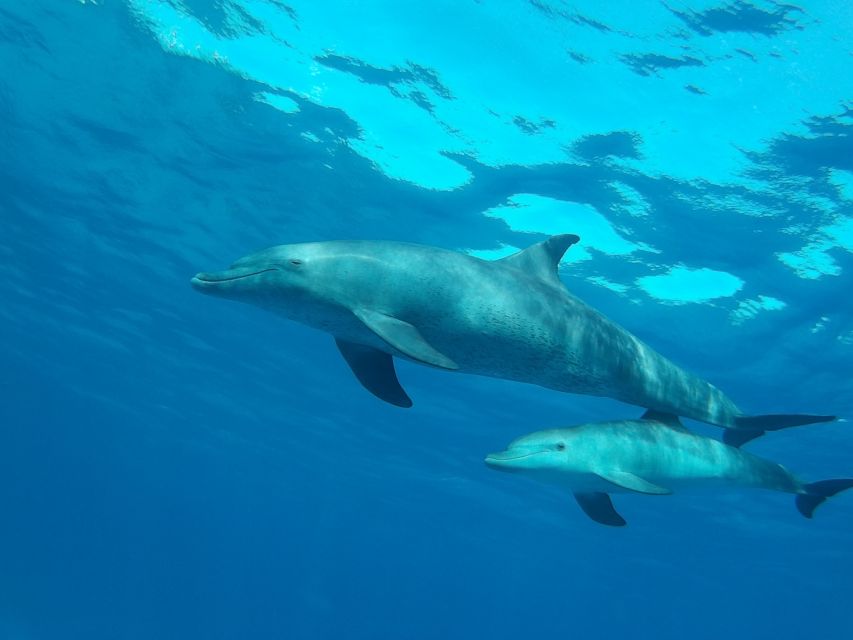 Hurghada: Dolphin Watching With Snorkeling, Lunch, Transfer - Experience Highlights