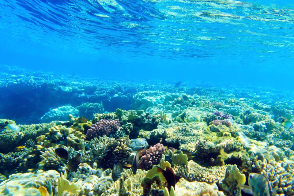 Hurghada: Orange Island & Dolphin Watching Snorkeling Trip - Booking Information