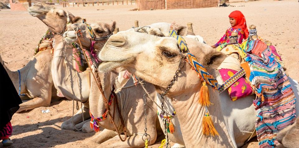 Hurghada: Safari Jeep, Buggy, Camel, Quad, Bedouin Dinner - Experience Highlights