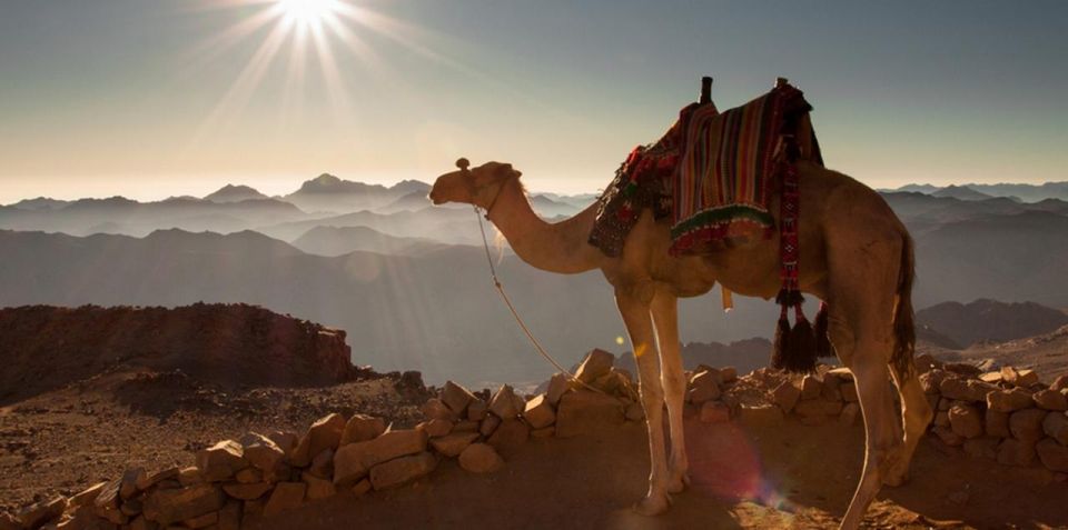 Hurghada: VIP Quad, Sea, Camel, Safari, Stargazing & Dinner - Booking Information