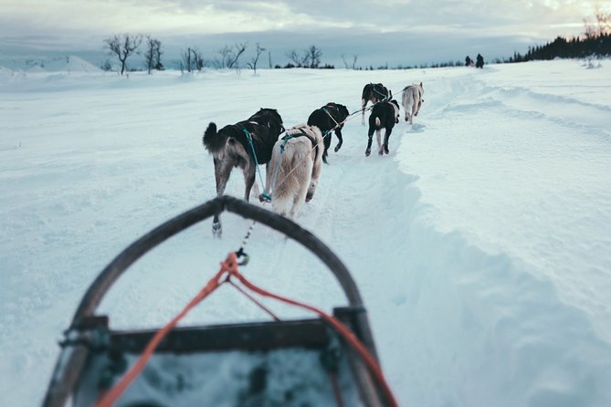 Husky Sledding Self-Drive Adventure in Tromso - Expectations and Information